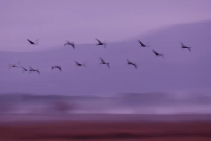 Framed Print : Cranes (Grus grus) flock in flight at dawn, Tablas de Daimiel National Park, Ciudad Real, Spain. December Framed Print : Cranes (Grus grus) flock in flight at dawn, Tablas de Daimiel National Park, Ciudad Real, Spain. December