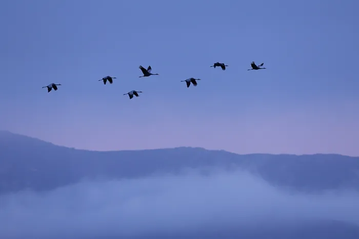 Framed Print : Cranes (Grus grus) flock in flight above low cloud at dawn, Tablas de Daimiel National Park, Ciudad Real, Spain. December Framed Print : Cranes (Grus grus) flock in flight above low cloud at dawn, Tablas de Daimiel National Park, Ciudad Real, Spain. December