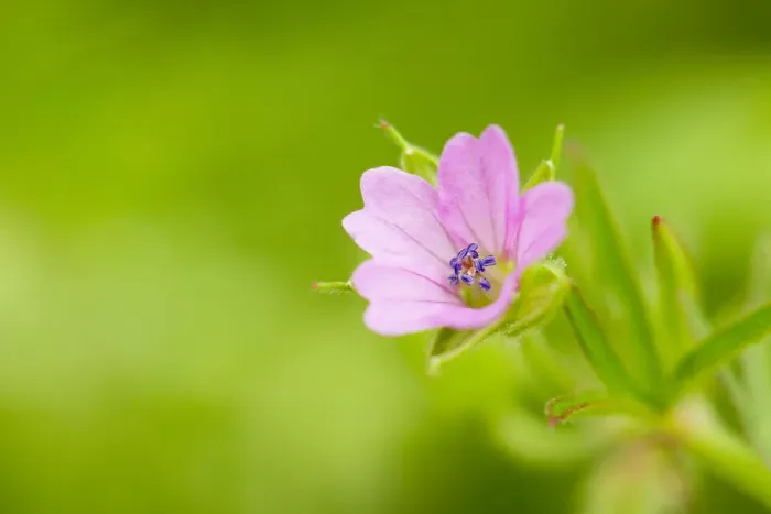 Framed Print : Cranesbill geranium (Geranium sp) flower, Montiaghs Moss, County Antrim, Northern Ireland Framed Print : Cranesbill geranium (Geranium sp) flower, Montiaghs Moss, County Antrim, Northern Ireland