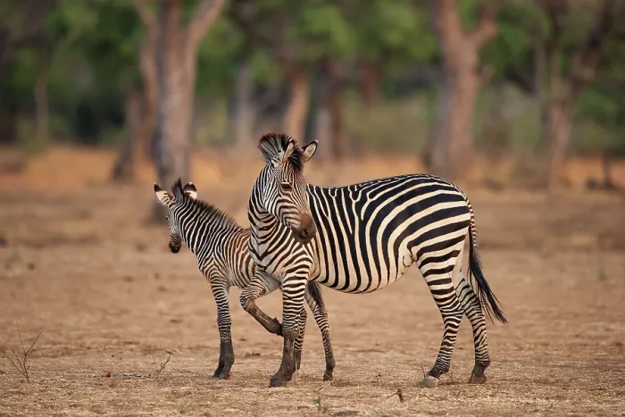 Framed Print : Crawshay's zebra (Equus quagga crawshayi) mare with foal, standing in area of open riverine forest, South Luangwa National Park, Zambia