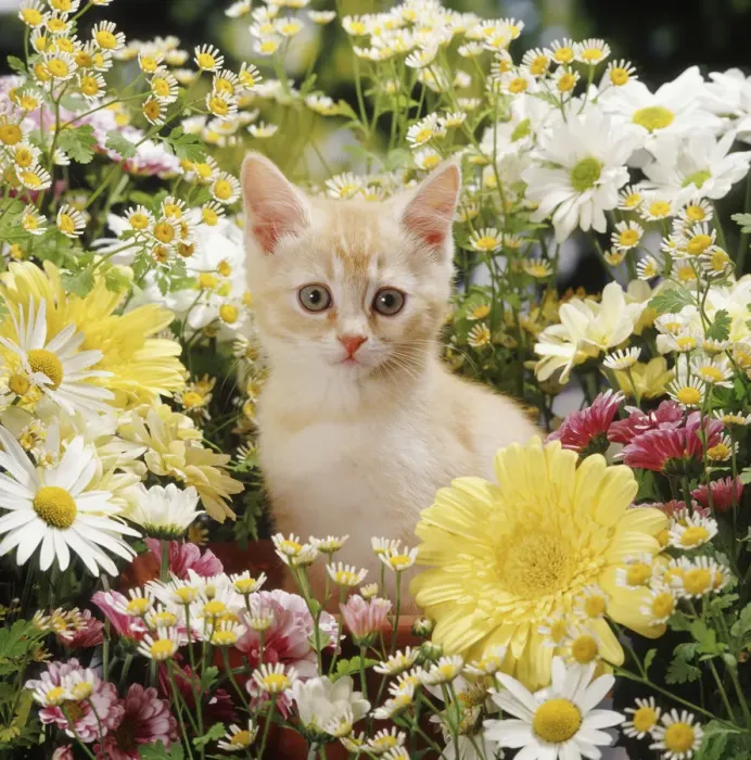 Framed Print : Cream kitten among daisy and chrysanthemum flowers Framed Print : Cream kitten among daisy and chrysanthemum flowers