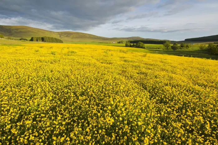 Framed Print : Creeping buttercup (Ranunculus repens) covering an unimproved field, Cromdale, Cairngorms NP Framed Print : Creeping buttercup (Ranunculus repens) covering an unimproved field, Cromdale, Cairngorms NP