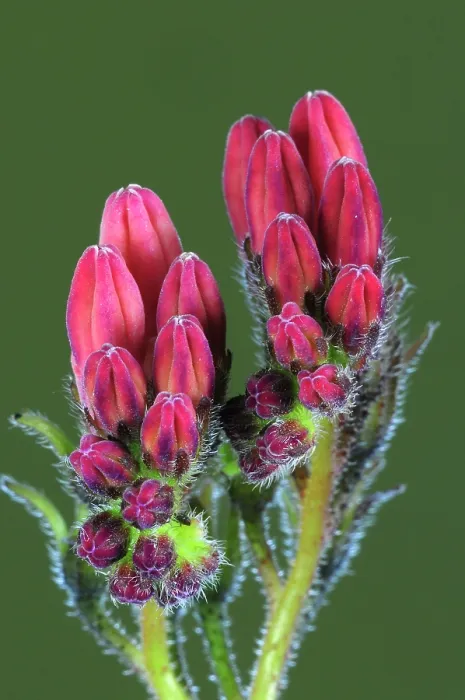 Framed Print : Creeping comfrey (Symphytum grandiflorum) buds, Dorset England, UK. May Framed Print : Creeping comfrey (Symphytum grandiflorum) buds, Dorset England, UK. May