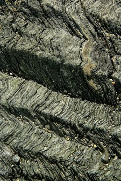 Framed Print : Crenulation cleavage developed in Pre-Cambrian age chlorite schist, a metamorphic rock Llyn Framed Print : Crenulation cleavage developed in Pre-Cambrian age chlorite schist, a metamorphic rock Llyn
