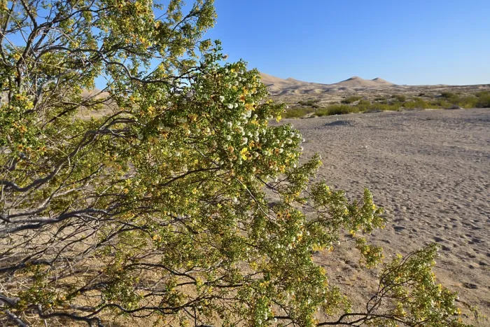 Framed Print : Creosote bush (Larrea tridentata) in flower, Mojave National Preserve, Mojave desert, California, USA. May Framed Print : Creosote bush (Larrea tridentata) in flower, Mojave National Preserve, Mojave desert, California, USA. May