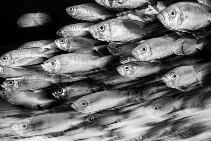 Framed Print : Crescent-tail bigeye (Priacanthus hamrur) school on a coral reef, shot with a long exposure. North Male Atoll, Maldives. Indian Ocean Framed Print : Crescent-tail bigeye (Priacanthus hamrur) school on a coral reef, shot with a long exposure. North Male Atoll, Maldives. Indian Ocean