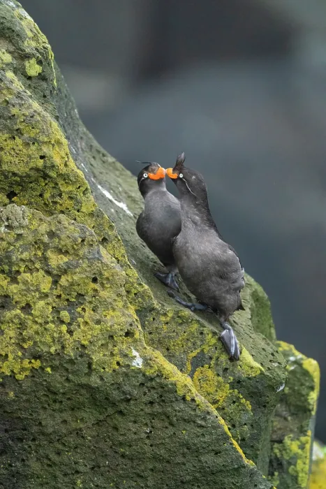 Framed Print : Crested auklets (Aethia cristatella) pair interacting while perched on lichen-covered rocks, St. Paul, Pribilof Islands, Alaska, USA. July Framed Print : Crested auklets (Aethia cristatella) pair interacting while perched on lichen-covered rocks, St. Paul, Pribilof Islands, Alaska, USA. July
