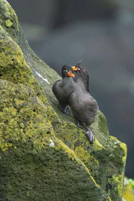 Framed Print : Crested auklets (Aethia cristatella) pair interacting while perched on lichen-covered rocks, St. Paul, Pribilof Islands, Alaska, USA. July Framed Print : Crested auklets (Aethia cristatella) pair interacting while perched on lichen-covered rocks, St. Paul, Pribilof Islands, Alaska, USA. July