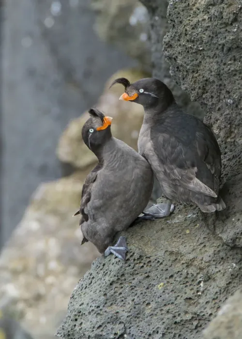 Framed Print : Crested auklets (Aethia cristatella) pair interacting while perched on rock, St Paul Island Framed Print : Crested auklets (Aethia cristatella) pair interacting while perched on rock, St Paul Island