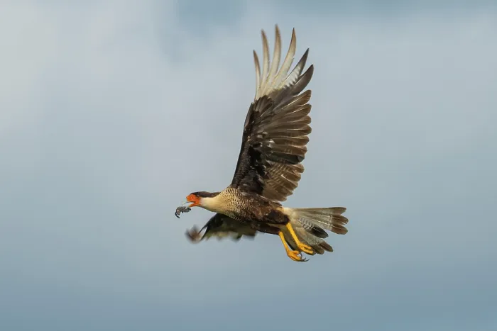 Framed Print : Crested caracara (Caracara plancus) in flight with Kemp's ridley turtle (Lepidochelys kempii) hatchling prey in beak, Rancho Nuevo Sea Turtle Sanctuary, Tamaulipas, Mexico