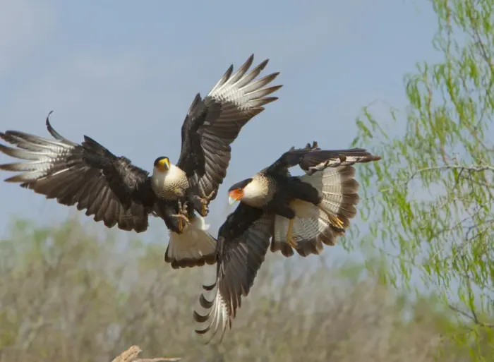 Framed Print : Crested caracaras (Caracara cheriway), midair aggressive interaction between two for Framed Print : Crested caracaras (Caracara cheriway), midair aggressive interaction between two for