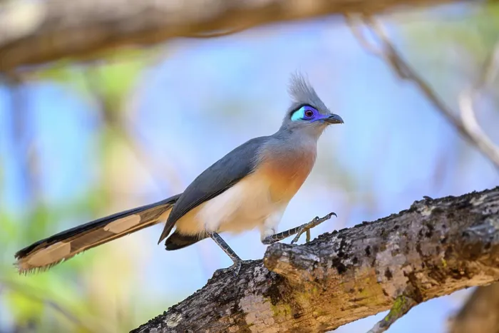 Framed Print : Crested coua (Coua cristata) foraging along tree branch, Kirindy Forest, Central Menabe, western Madagascar Framed Print : Crested coua (Coua cristata) foraging along tree branch, Kirindy Forest, Central Menabe, western Madagascar