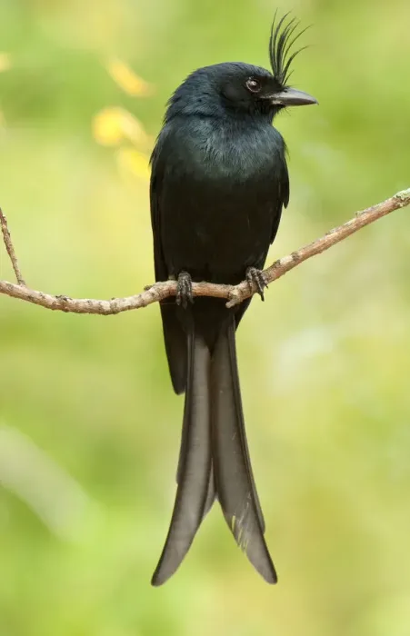 Framed Print : Crested drongo, (Dicrurus forficatus), Berenty National Park, Madagascar Framed Print : Crested drongo, (Dicrurus forficatus), Berenty National Park, Madagascar