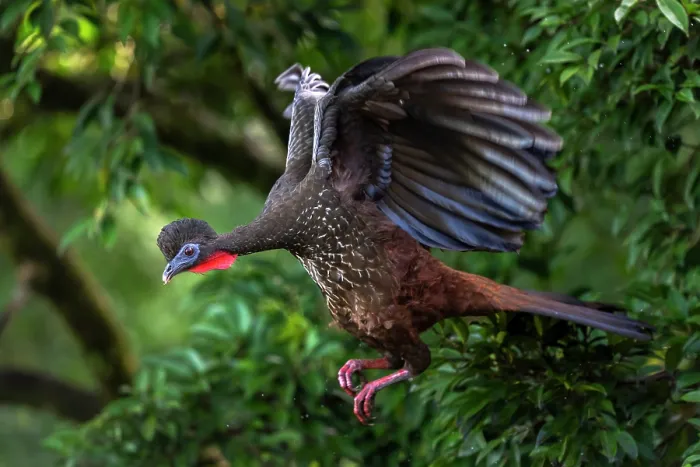 Framed Print : Crested guan (Penelope purpurascens) in flight, Arenal, Costa Rica Framed Print : Crested guan (Penelope purpurascens) in flight, Arenal, Costa Rica