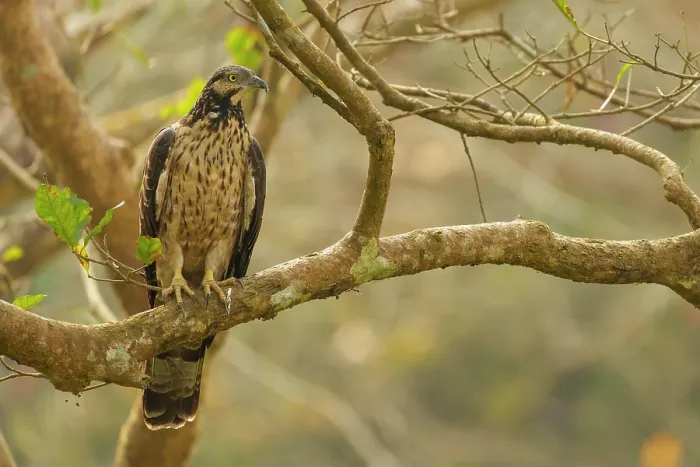 Framed Print : Crested hawk-eagle (Nisaetus cirrhatus) perched in a tree, Jim Corbett National Park, Uttarakhand, India Framed Print : Crested hawk-eagle (Nisaetus cirrhatus) perched in a tree, Jim Corbett National Park, Uttarakhand, India