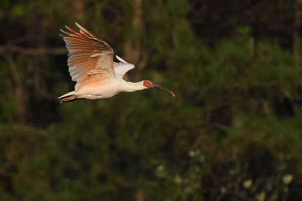 Crested ibis (Nipponia nippon) flying in evening light, Yangxian Nature Reserve, Shaanxi, China