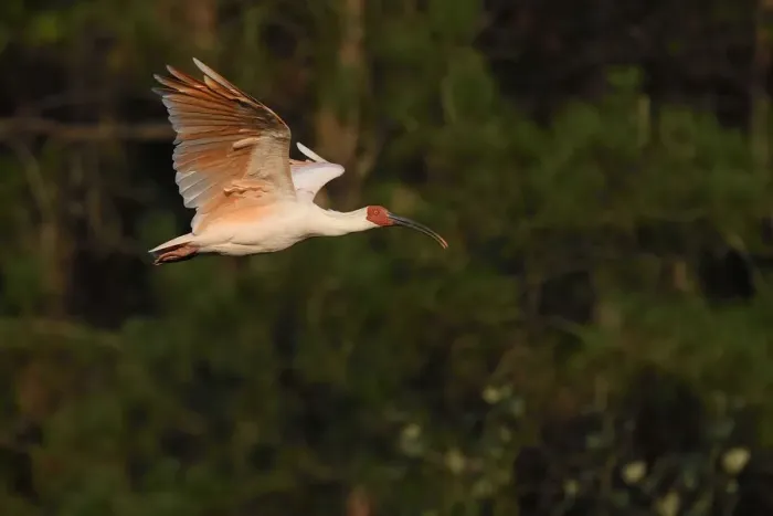 Framed Print : Crested ibis (Nipponia nippon) flying in evening light, Yangxian Nature Reserve, Shaanxi, China Framed Print : Crested ibis (Nipponia nippon) flying in evening light, Yangxian Nature Reserve, Shaanxi, China