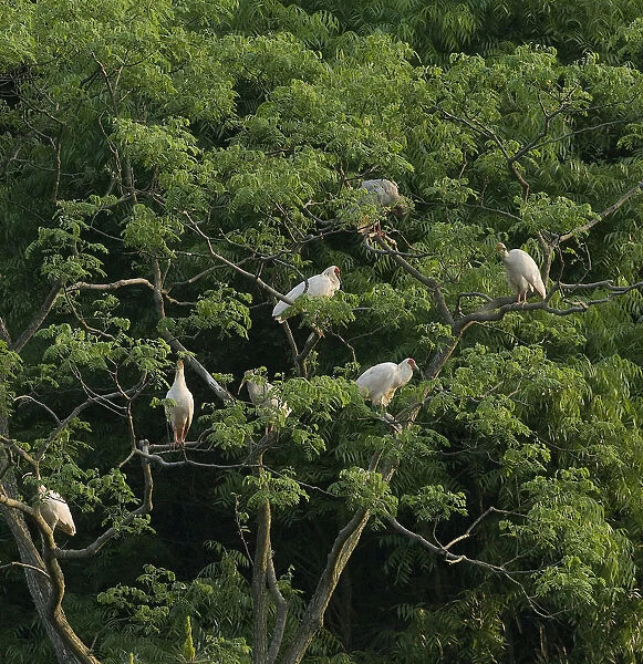 Crested ibis (Nipponia nippon) group roosting in tree at dusk. Captive bred. Yangxian