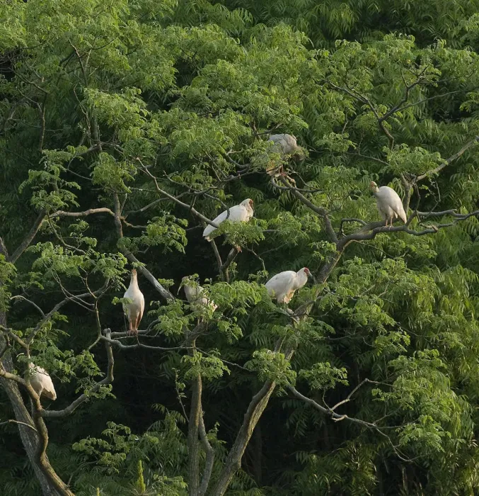 Framed Print : Crested ibis (Nipponia nippon) group roosting in tree at dusk. Captive bred. Yangxian Framed Print : Crested ibis (Nipponia nippon) group roosting in tree at dusk. Captive bred. Yangxian