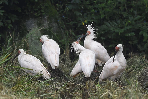 Crested ibis (Nipponia nippon) Yangxian Nature Reserve, Shaanxi, China. Endangered species
