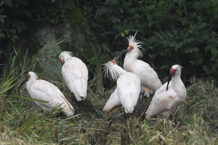 Framed Print : Crested ibis (Nipponia nippon) Yangxian Nature Reserve, Shaanxi, China. Endangered species Framed Print : Crested ibis (Nipponia nippon) Yangxian Nature Reserve, Shaanxi, China. Endangered species