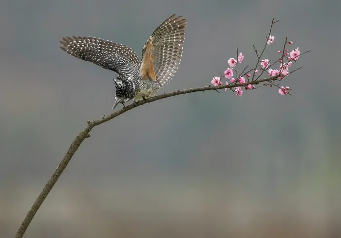Framed Print : Crested kingfisher (Megaceryle lugubris) perched on a branch, about to take flight while fishing, Dongzhai, China Framed Print : Crested kingfisher (Megaceryle lugubris) perched on a branch, about to take flight while fishing, Dongzhai, China