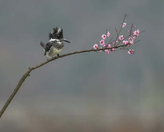 Framed Print : Crested kingfisher (Megaceryle lugubris) perched on a branch Dongzhai, China