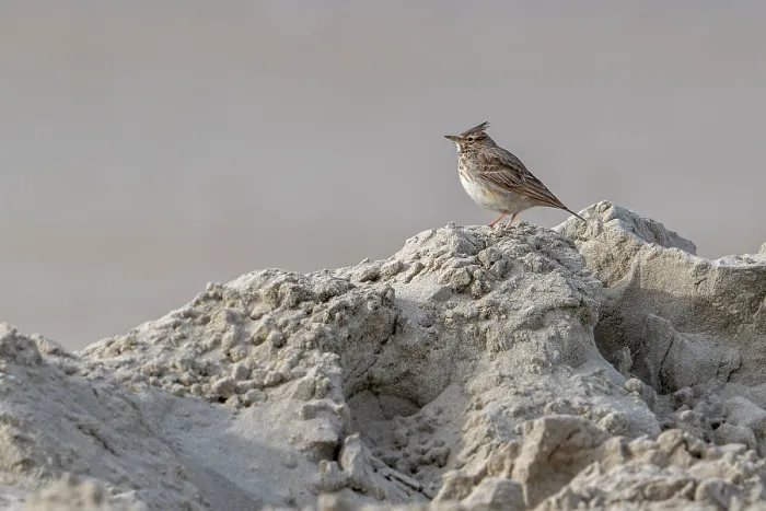 Framed Print : Crested lark (Galerida cristata) with erect crest feathers perched in the dunes along the North Sea coast in winter, Koksijde, Belgium. February Framed Print : Crested lark (Galerida cristata) with erect crest feathers perched in the dunes along the North Sea coast in winter, Koksijde, Belgium. February