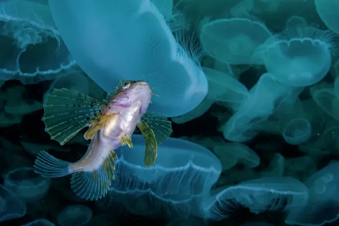 Framed Print : Crested sculpin (Blepsias bilobus) hiding in smack of Moon jellyfish (Aurelia aurita), Prince William Sound, Alaska, USA, Pacific Ocean Framed Print : Crested sculpin (Blepsias bilobus) hiding in smack of Moon jellyfish (Aurelia aurita), Prince William Sound, Alaska, USA, Pacific Ocean