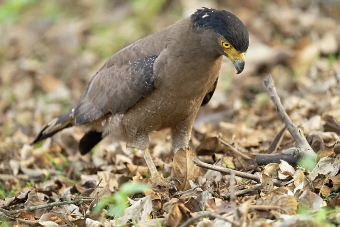 Framed Print : Crested serpent eagle (Spilornis cheela) walking on the ground, Kabini, Nagarhole National Park, Karnataka, India Framed Print : Crested serpent eagle (Spilornis cheela) walking on the ground, Kabini, Nagarhole National Park, Karnataka, India