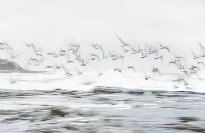 Framed Print : Crested terns (Thalasseus bergii) flying over a coastal rock shelf in the early morning with waves breaking in the background. Long exposure. Skenes Creek, Victoria, Australia. July 2016