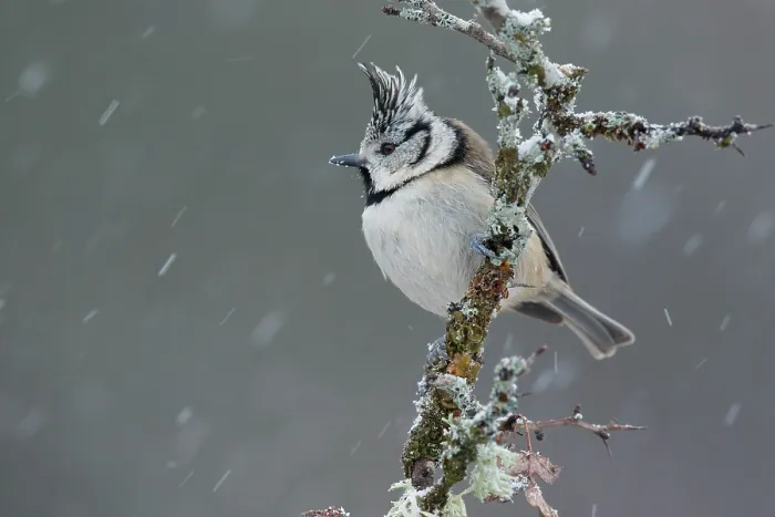 Framed Print : Crested tit (Lophophanes cristatus) perched on branch in falling snow, La Rioja, Spain. December