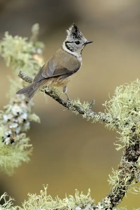 Framed Print : Crested tit (Lophophanes cristatus) perched on lichen covered twig, Sierra de Grazalema Framed Print : Crested tit (Lophophanes cristatus) perched on lichen covered twig, Sierra de Grazalema