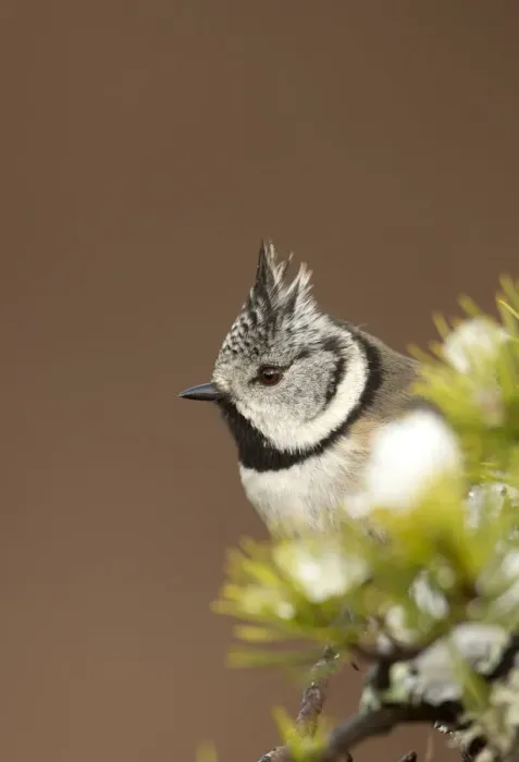 Framed Print : Crested tit (Lophophanes cristatus) perched on snowy conifer branch, Scotland, March Framed Print : Crested tit (Lophophanes cristatus) perched on snowy conifer branch, Scotland, March