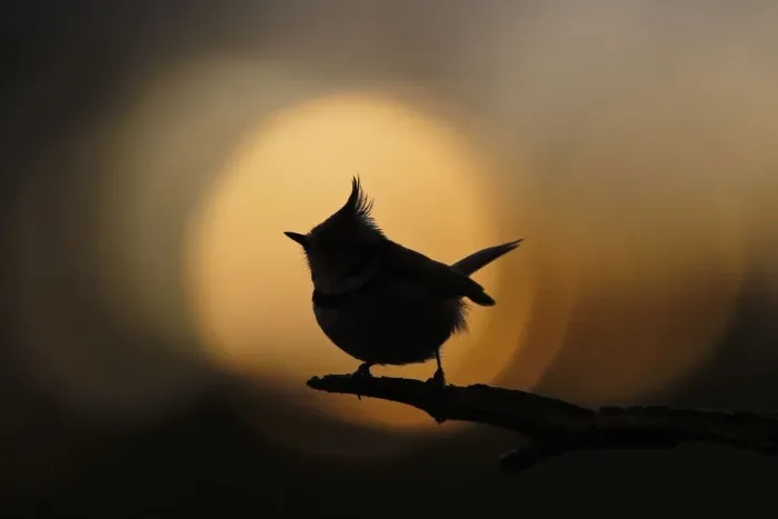 Framed Print : Crested tit (Lophophanes cristatus) silhouetted against sunset bokeh. Cairngorms National Park Framed Print : Crested tit (Lophophanes cristatus) silhouetted against sunset bokeh. Cairngorms National Park