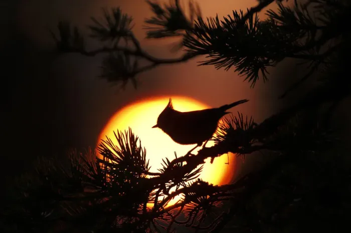 Framed Print : Crested tit (Lophophanes cristatus) at sunset silhouetted against setting sun Framed Print : Crested tit (Lophophanes cristatus) at sunset silhouetted against setting sun