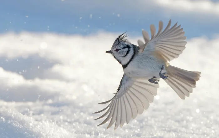 Framed Print : Crested tit (Parus cristatus) in flight over snow, Sipoo, Finland. January Framed Print : Crested tit (Parus cristatus) in flight over snow, Sipoo, Finland. January