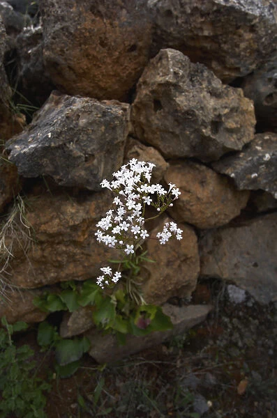 Cretan valerian (Valeriana asarifolia) in flower growing between rocks, Prina, Crete