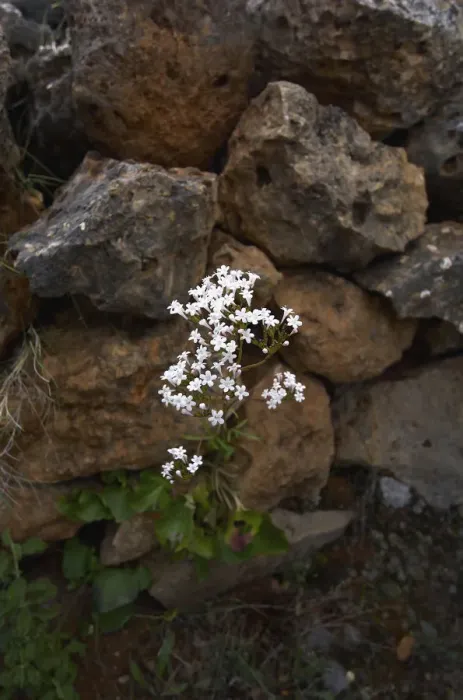 Framed Print : Cretan valerian (Valeriana asarifolia) in flower growing between rocks, Prina, Crete Framed Print : Cretan valerian (Valeriana asarifolia) in flower growing between rocks, Prina, Crete