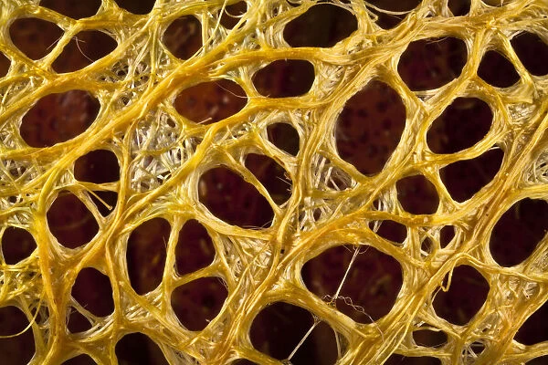 Cricula silkmoth (Cricula trifenestrata) close up of cocoon showing silk fibres originating