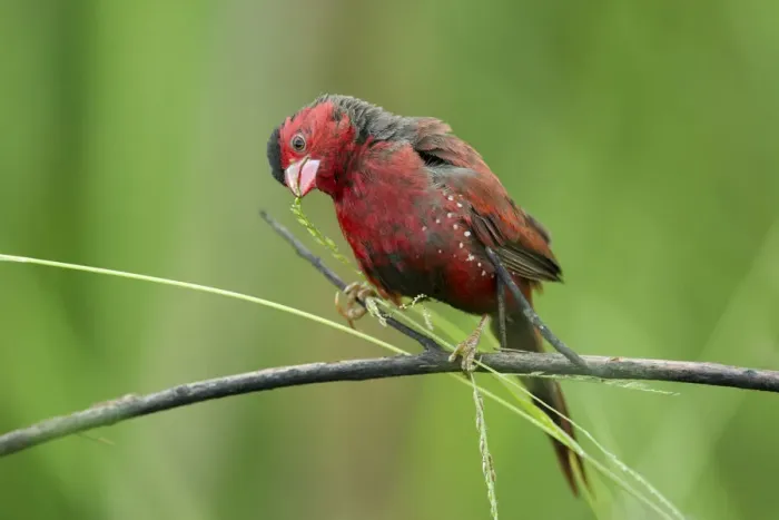 Framed Print : Crimson finch (Neochmia phaeton), feeding on grass seeds, Darwin, Australia, August Framed Print : Crimson finch (Neochmia phaeton), feeding on grass seeds, Darwin, Australia, August