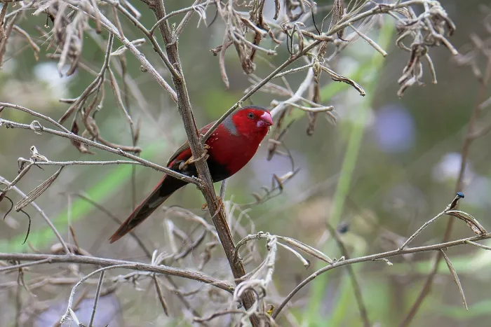 Framed Print : Crimson finch (Neochmia phaeton) female, perched in tree in riverine forest, Ingham, Queensland, Australia Framed Print : Crimson finch (Neochmia phaeton) female, perched in tree in riverine forest, Ingham, Queensland, Australia