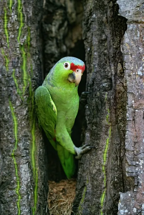 Framed Print : Crimson-fronted parakeet (Psittacara finschi) peering out of nest hole, Osa Peninsula, Costa Rica Framed Print : Crimson-fronted parakeet (Psittacara finschi) peering out of nest hole, Osa Peninsula, Costa Rica