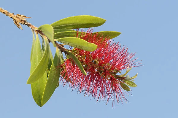 Crimson  /  Lemon bottlebrush flower (Malaleuca  /  Callistemon citrinus), an introduced