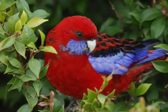 Framed Print : Crimson rosella (Platycercus elegans), Queensland, Australia Framed Print : Crimson rosella (Platycercus elegans), Queensland, Australia