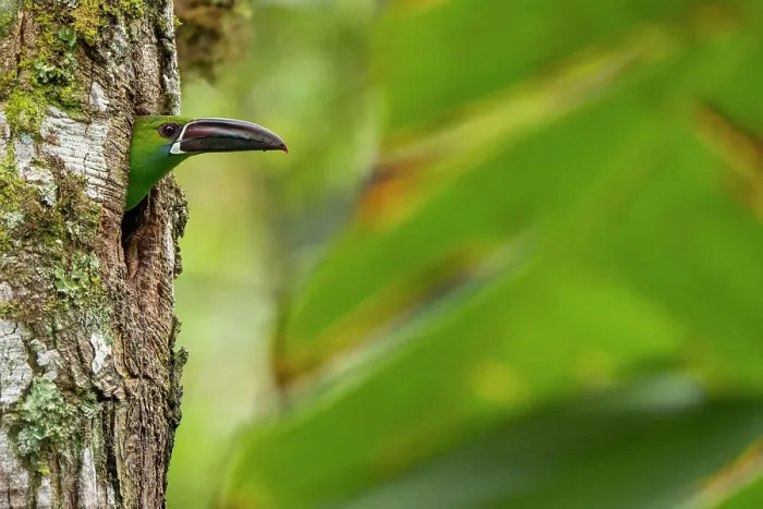 Framed Print : Crimson-rumped toucanet (Aulacorhynchus haematopygus) peering our from nest hole in tree trunk, Pichincha, Ecuador Framed Print : Crimson-rumped toucanet (Aulacorhynchus haematopygus) peering our from nest hole in tree trunk, Pichincha, Ecuador