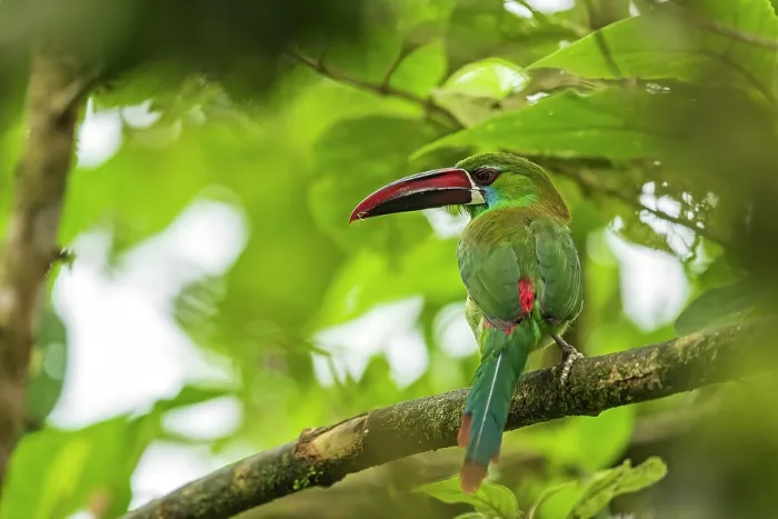 Framed Print : Crimson-rumped toucanet (Aulacorhynchus haematopygus) perched on branch, protecting its nest hole, Colombia Framed Print : Crimson-rumped toucanet (Aulacorhynchus haematopygus) perched on branch, protecting its nest hole, Colombia