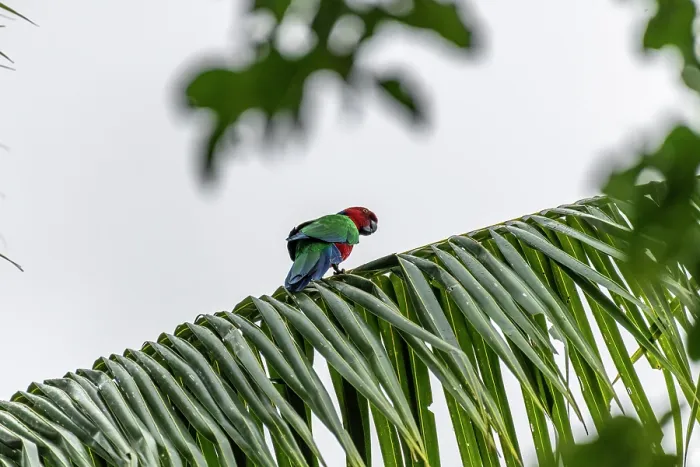 Framed Print : Crimson shining-parrot (Prosopeia splendens) perched on a palm tree leaf, near Vunisea, Kadavu Island, Fiji Framed Print : Crimson shining-parrot (Prosopeia splendens) perched on a palm tree leaf, near Vunisea, Kadavu Island, Fiji