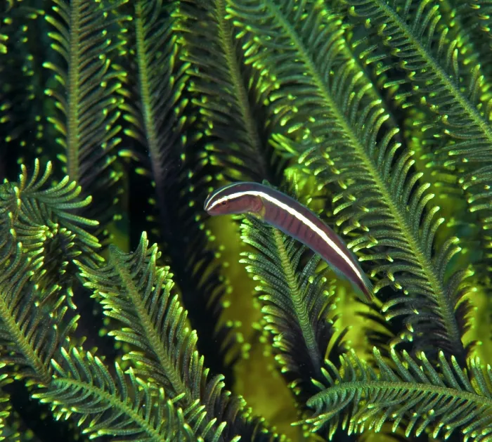 Framed Print : Crinoid clingfish (Discotrema crinophila) living among the arms of Feather star (Crinoidea), Ambon, Indonesia, Pacific Ocean Framed Print : Crinoid clingfish (Discotrema crinophila) living among the arms of Feather star (Crinoidea), Ambon, Indonesia, Pacific Ocean