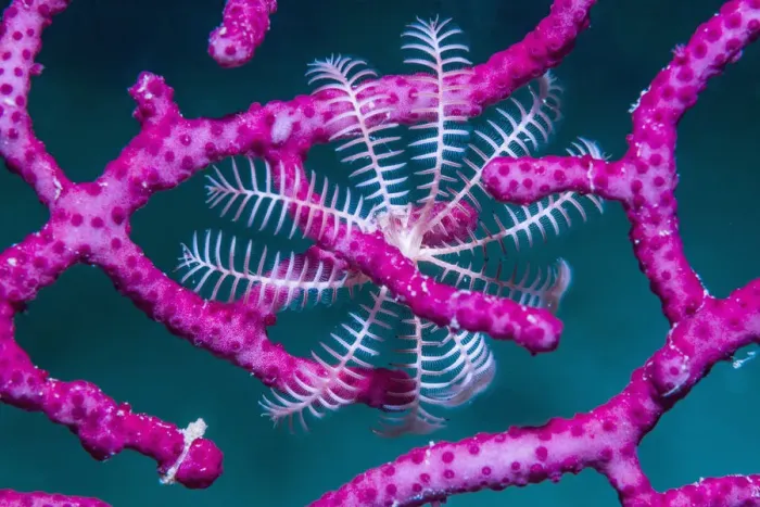 Framed Print : Crinoid (Crinoidea) on Soft coral (Alcyonacea). Derawan Islands, East Kalimantan Framed Print : Crinoid (Crinoidea) on Soft coral (Alcyonacea). Derawan Islands, East Kalimantan